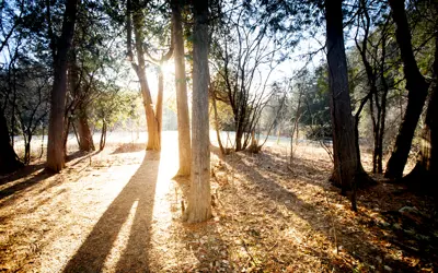 Trees with sunlight shining between the trunks