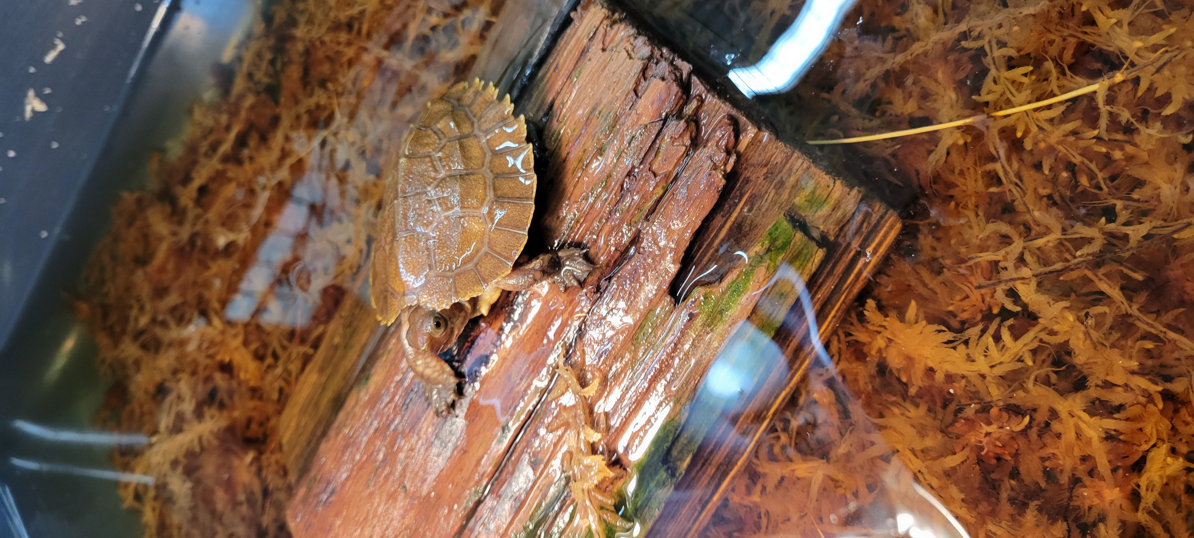 Indy Sulawesi Forest Turtle