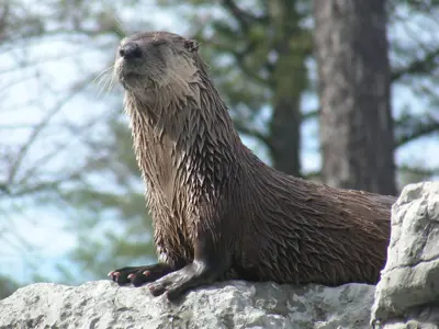 Splish, a North American River Otter