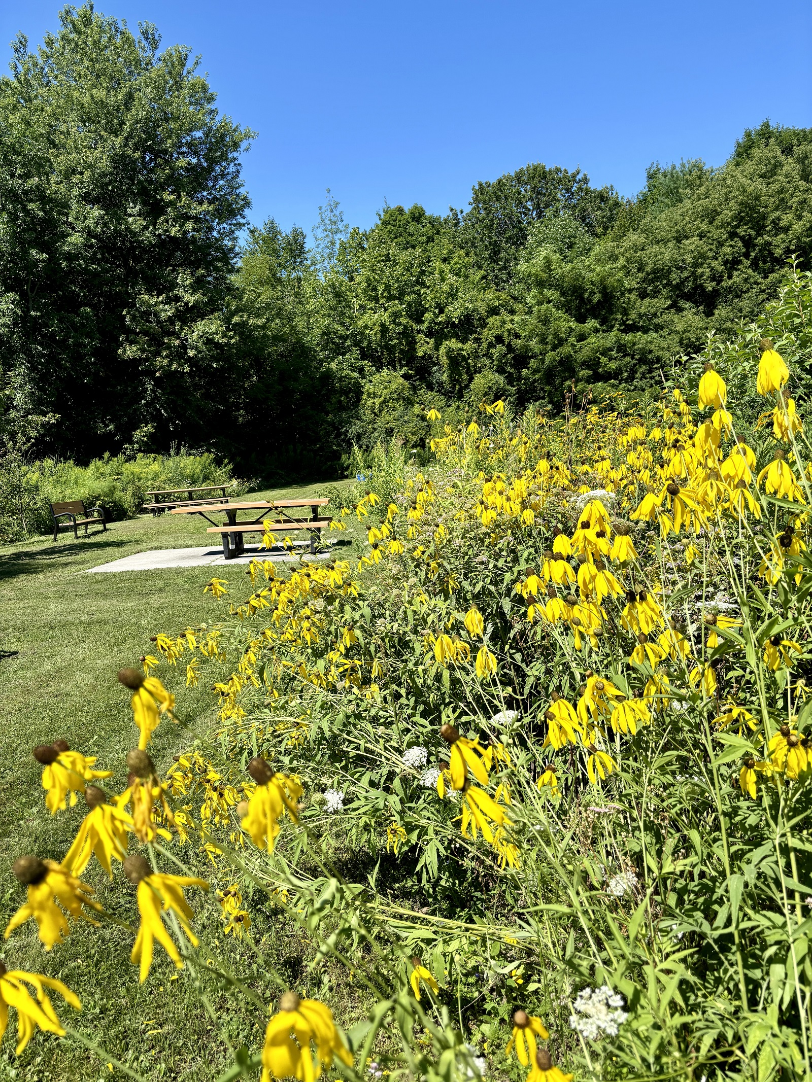 pollinator friendly flowers grow in a community garden 