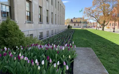 tulips in the garden outside of City Hall