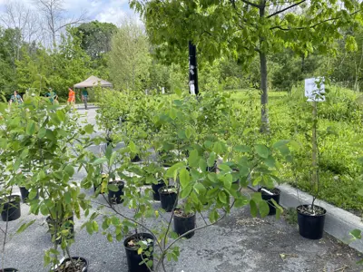 saplings are given away at an annual public works event
