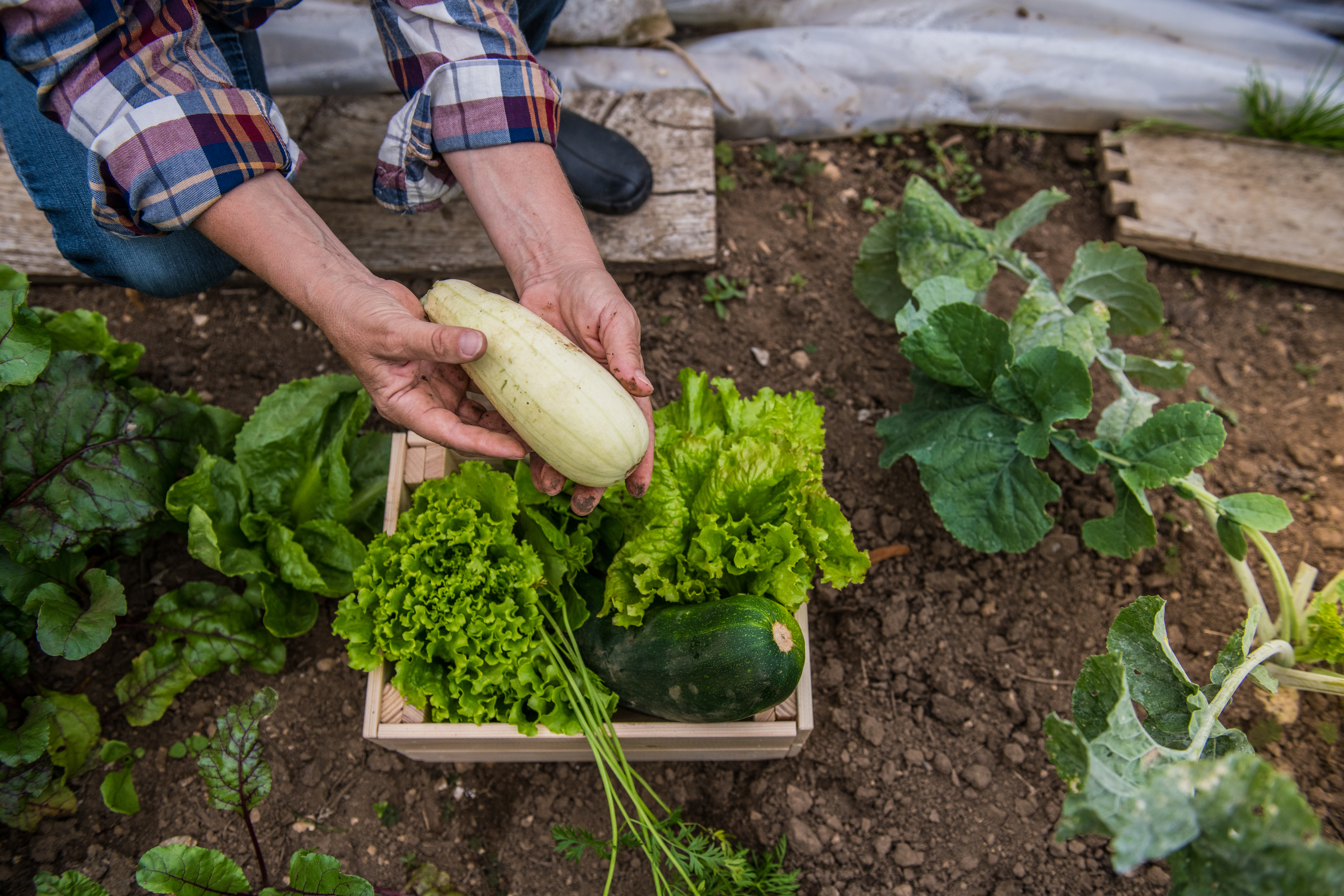 Person holding a vegetable in a garden