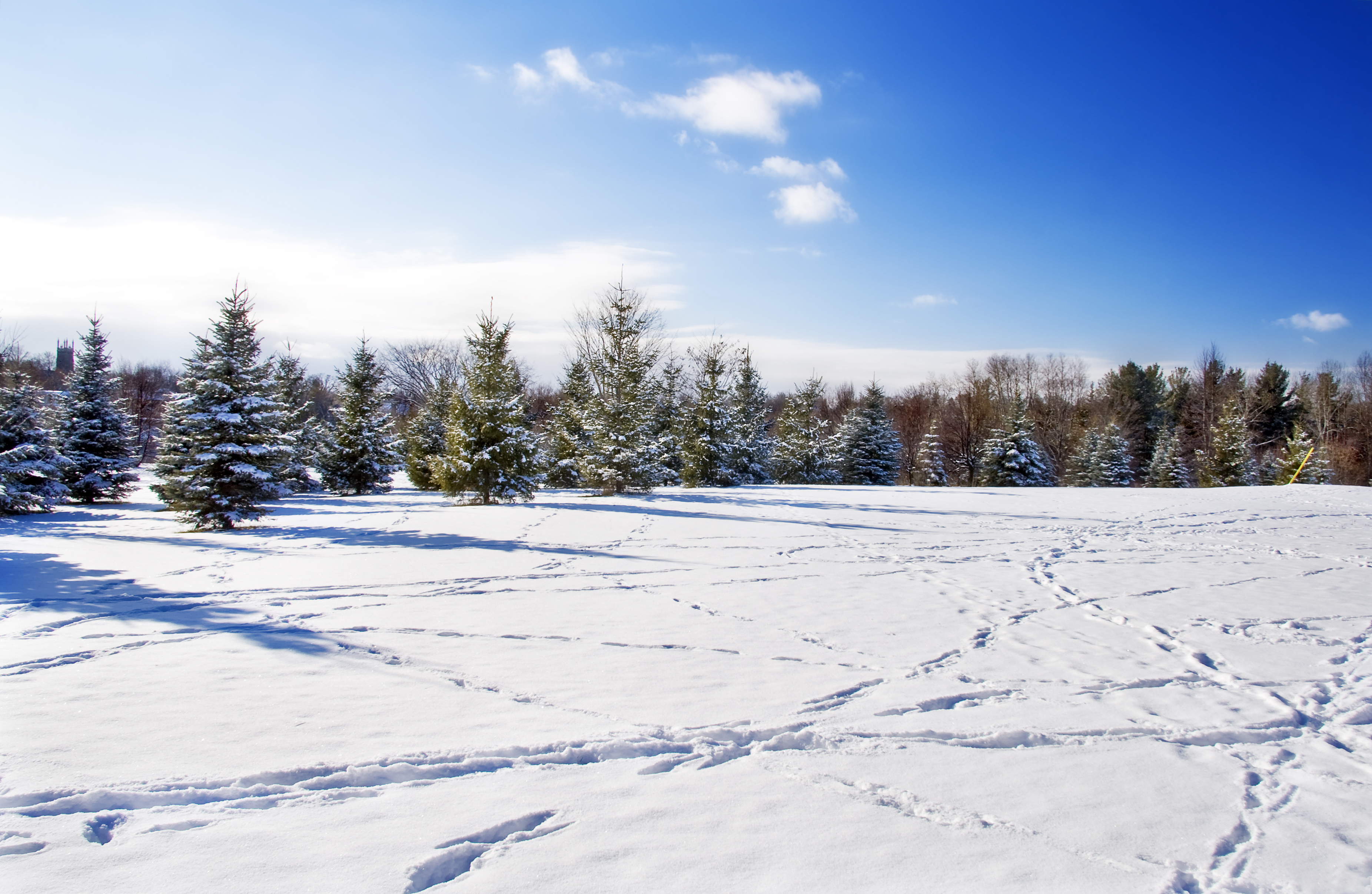 Rotary Trail in winter looking over evergreens