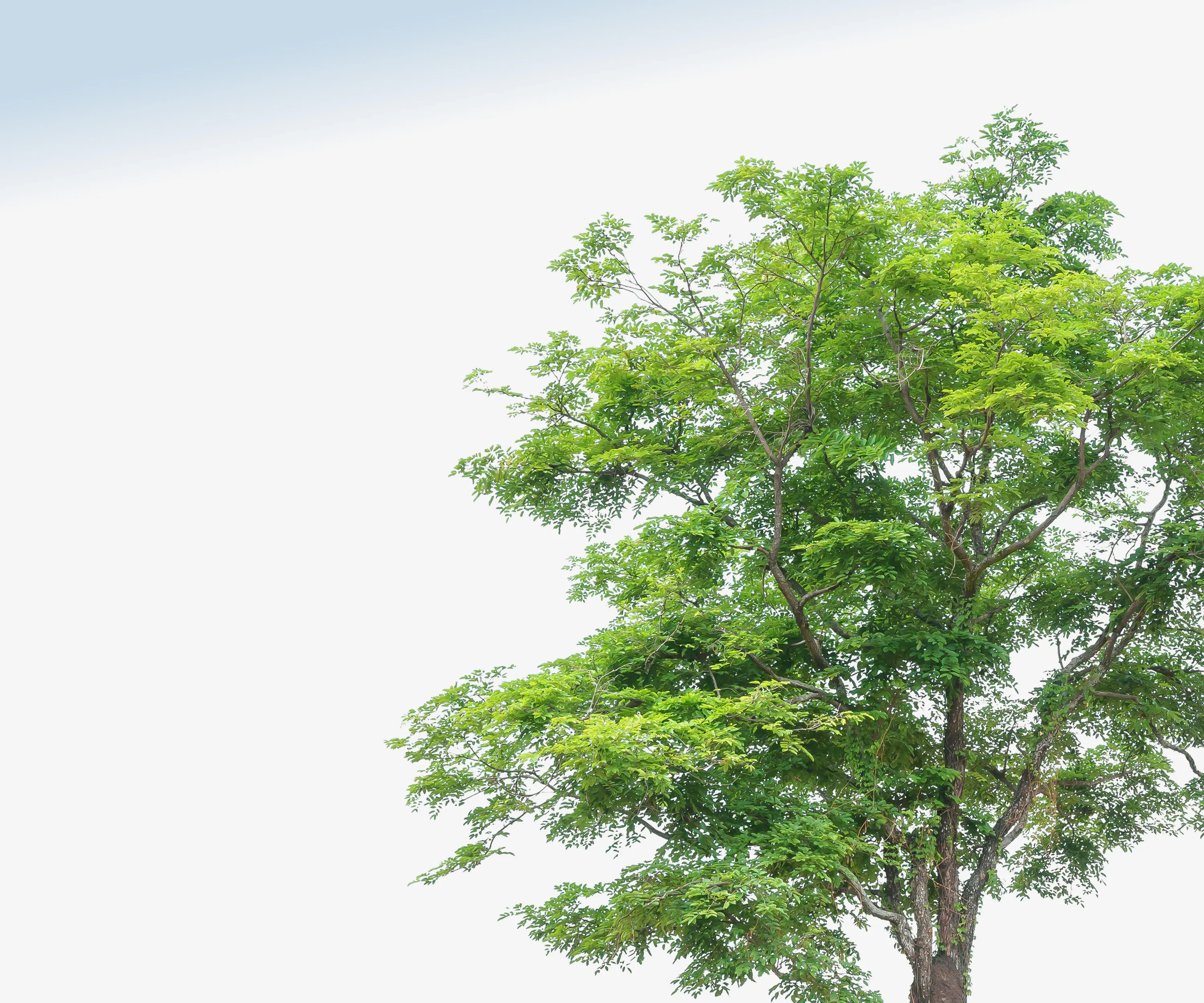 An upward look at a green tree with a white-blue sky in the background.